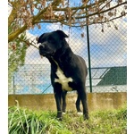 Flo 2anni Bella ed Energica - Foto n. 3