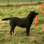 Flo 2anni Bella ed Energica - Foto n. 4