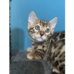 🐱 Bengala maschio di 2 mesi in vendita a Roma (RM) e in tutta Italia da privato