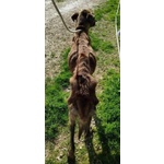 Balu' 6anni Buono con Tutti---Nonostante Tutto - Foto n. 3