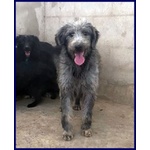 Magogo Giovane bel Timidino - Foto n. 5