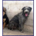 Magogo Giovane bel Timidino - Foto n. 6