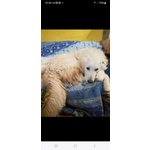 🐶 Pastore Maremmano maschio in adozione a Milano (MI) e in tutta Italia da privato