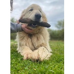 Romeo Meraviglioso Maremmano Buonissimo - Foto n. 2