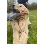 Romeo Meraviglioso Maremmano Buonissimo - Foto n. 5