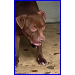 Brian 9anni Cerca Amico Umano Esperto! - Foto n. 5