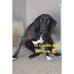 🐶 Altra Razza femmina in adozione a Milano (MI) e in tutta Italia da privato