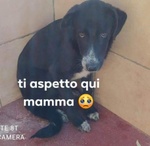 🐶 Altra Razza maschio in adozione a Milano (MI) e in tutta Italia da privato