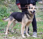 🐶 Altra Razza maschio in adozione a Milano (MI) e in tutta Italia da privato