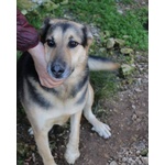 Rex Affettuoso Nonnino - 23kg - Foto n. 5