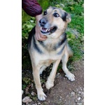 Rex Affettuoso Nonnino - 23kg - Foto n. 6