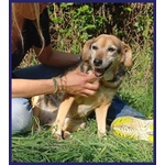 🐶 Altra Razza femmina in adozione a Milano (MI) e in tutta Italia da privato