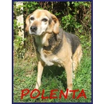 Nonna Polenta Sogna un Divano e Tante Coccole - Foto n. 2