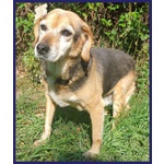 Nonna Polenta Sogna un Divano e Tante Coccole - Foto n. 4