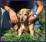 Nonna Polenta Sogna un Divano e Tante Coccole - Foto n. 6