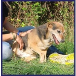 Nonna Polenta Sogna un Divano e Tante Coccole - Foto n. 7