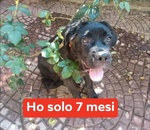 🐶 Altra Razza maschio in adozione a Milano (MI) e in tutta Italia da privato