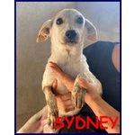 🐶 Altra Razza femmina in adozione a Milano (MI) e in tutta Italia da privato