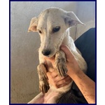 Sydney Adorabile Piccoletta - 3anni - Foto n. 2