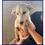 Sydney Adorabile Piccoletta - 3anni - Foto n. 3