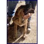 Bristol 2-3anni in Cerca di casa e Amore - Foto n. 2