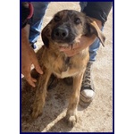 Bristol 2-3anni in Cerca di casa e Amore - Foto n. 4