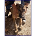 Bristol 2-3anni in Cerca di casa e Amore - Foto n. 5