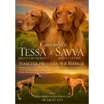 Bellissima Cucciolata di Bracco Ungherese (vizsla) in Arrivo a Natale! - Foto n. 1