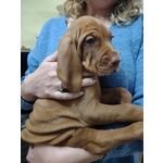 Bellissima Cucciolata di Bracco Ungherese (vizsla) in Arrivo a Natale! - Foto n. 3