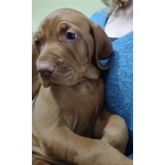 Bellissima Cucciolata di Bracco Ungherese (vizsla) in Arrivo a Natale! - Foto n. 4