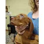 Bellissima Cucciolata di Bracco Ungherese (vizsla) in Arrivo a Natale! - Foto n. 5