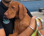 Bellissima Cucciolata di Bracco Ungherese (vizsla) in Arrivo a Natale! - Foto n. 6