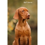 Bellissima Cucciolata di Bracco Ungherese (vizsla) in Arrivo a Natale! - Foto n. 7