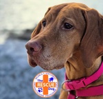 Bellissima Cucciolata di Bracco Ungherese (vizsla) in Arrivo a Natale! - Foto n. 8