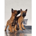 🐶 Pastore Belga maschio di 4 settimane (cucciolo) in vendita a Potenza (PZ) e in tutta Italia da allevamento