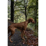 Bellissima Cucciolata di Bracco Ungherese (vizsla) in Arrivo a Natale! - Foto n. 9