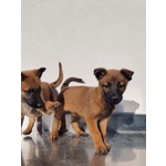 Allevamento Cuccioli Pastore Belga Malinois Potenza Matera Basilicata e Tutta Italia - Foto n. 2