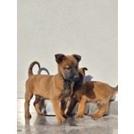 Allevamento Cuccioli Pastore Belga Malinois Potenza Matera Basilicata e Tutta Italia - Foto n. 3