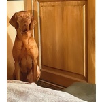 Bellissima Cucciolata di Bracco Ungherese (vizsla) in Arrivo a Natale! - Foto n. 10