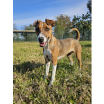 🐶 Altra Razza femmina in adozione a Vidigulfo (PV) da associazione animali