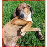 🐶 Altra Razza femmina in adozione a Milano (MI) e in tutta Italia da privato