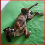 Svitol 5anni Dolcissima e Vivace - Foto n. 4