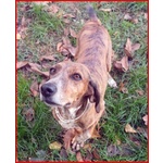 Svitol 5anni Dolcissima e Vivace - Foto n. 5