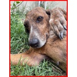 Svitol 5anni Dolcissima e Vivace - Foto n. 6