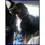 🐶 Altra Razza maschio in adozione a Milano (MI) e in tutta Italia da privato