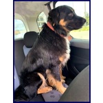 Argo Dolcissimo Patatone 5anni - Foto n. 3