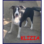 🐶 Altra Razza femmina in adozione a Milano (MI) e in tutta Italia da privato