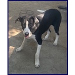 Klizia 3anni Allegra e Simpaticissima - Foto n. 2