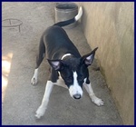 Klizia 3anni Allegra e Simpaticissima - Foto n. 3