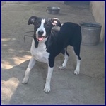 Klizia 3anni Allegra e Simpaticissima - Foto n. 4